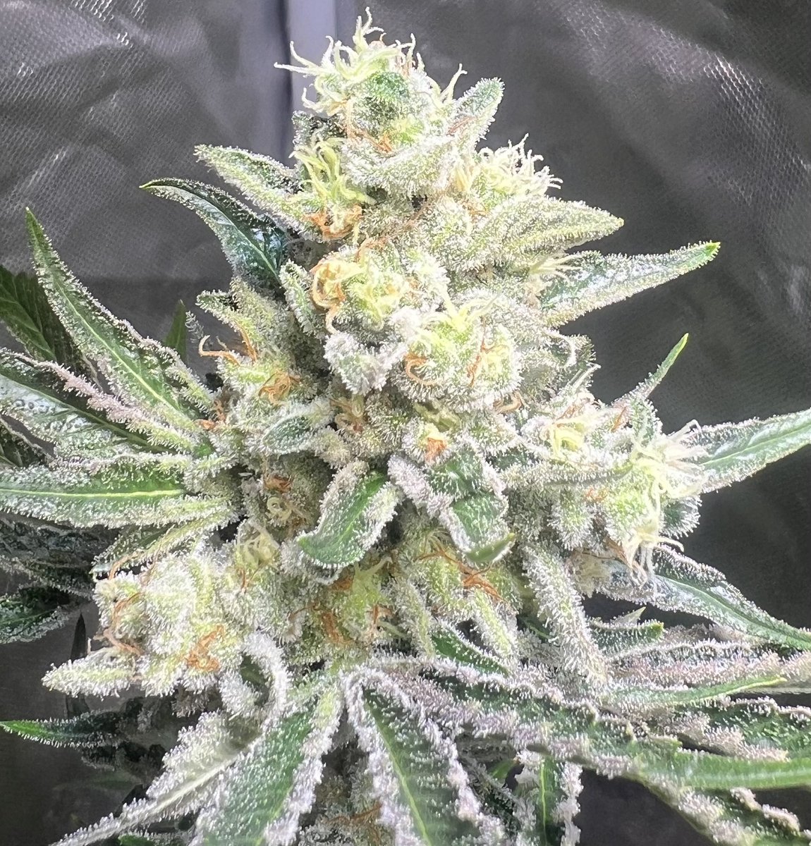 cascadia_seeds's tweet image. Sowahh bx fem almost ready. Sowahh x (Sowahh x Skunk #1)