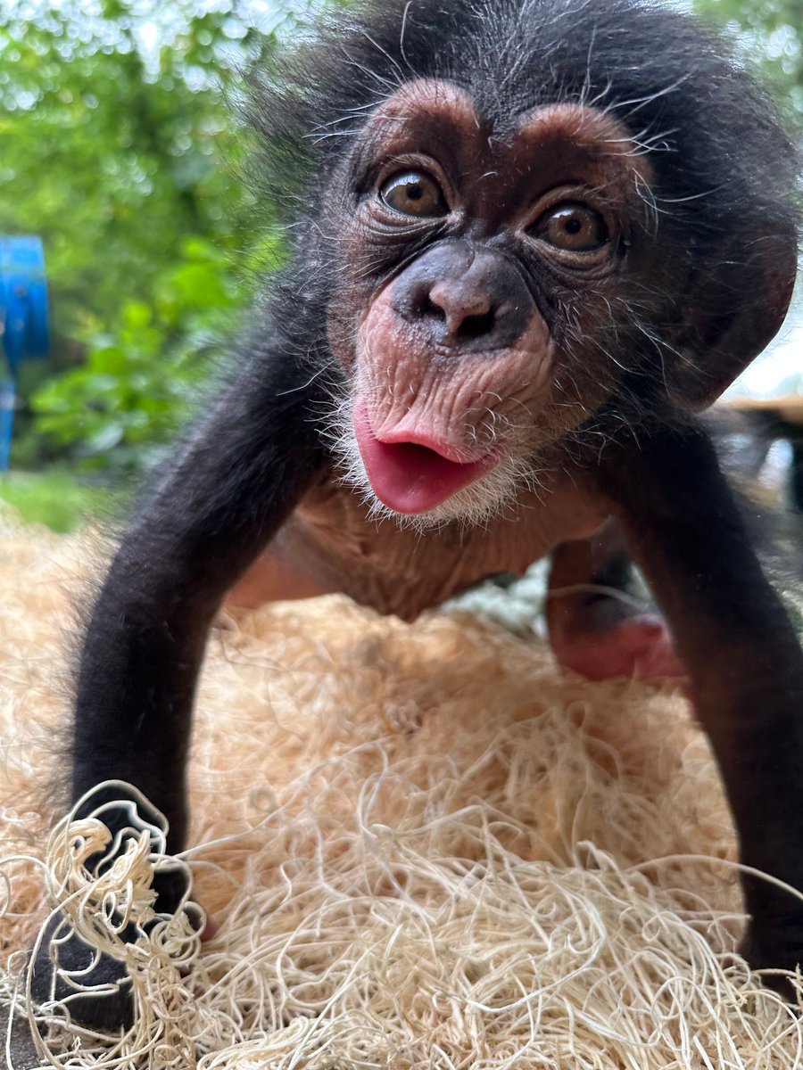Dallas Zoo (@dallaszoo) on Twitter photo Warning: Cuteness overload! 😍
This little chimp is cozied up in the perfect nesting material – great for playing, resting, and, of course, serving up serious cuteness. Thanks to <a href="/AExcelsior/">American Excelsior</a> for their generous donation of wood wool!
📸: Melissa S. Warning: Cuteness overload! 😍
This little chimp is cozied up in the perfect nesting material – great for playing, resting, and, of course, serving up serious cuteness. Thanks to <a href="/AExcelsior/">American Excelsior</a> for their generous donation of wood wool!
📸: Melissa S.