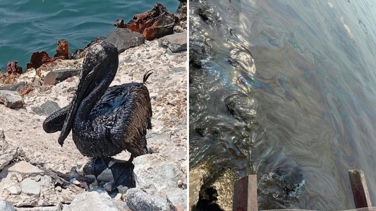 NatsPL's tweet photo. @aliciabarcena @SRE_mx @NormaMunguiaA @SEMARNAT_mx @CamilaZepedaL @andrea_hurtadoe @Claudiashein ¿Qué es peor que un fraude? Un #ECOCIDIO. Casi 17 kilómetros de costa han sido contaminados por hidrocarburos debido a la #Refinería de #DosBocas en #Tabasco, causando daños incalculables al ecosistema local. Responsables a nivel federal y local siguen impunes. @Pemex https://t.co/mJMyzsjjo8