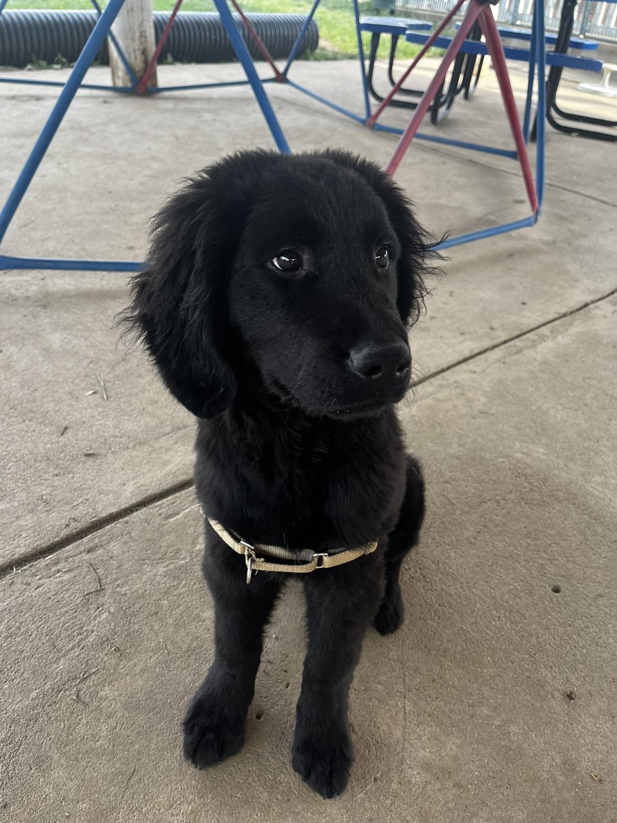 Met Tucker yesterday at 4 paws, what a cutie!