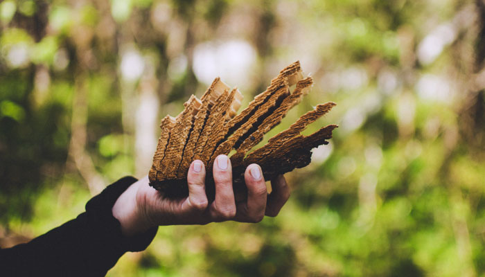 CAMBIO CLIMÁTICO EN BOSQUES TROPICALES: IMPACTO Y SOLUCIONES

mahuilque.cl/gestion-ambien…

#Biodiversidad
#CienciasDeLaTierra
#ConservaciónDelMedioAmbiente
#Mahuilque
#MineríaSostenible
#SIG
#SistemasDeInformación
#SolucionesSostenibles
#Teledetección
#topografía
<a href="/conaf_minagri/">CONAF - Corporación Nacional Forestal</a>