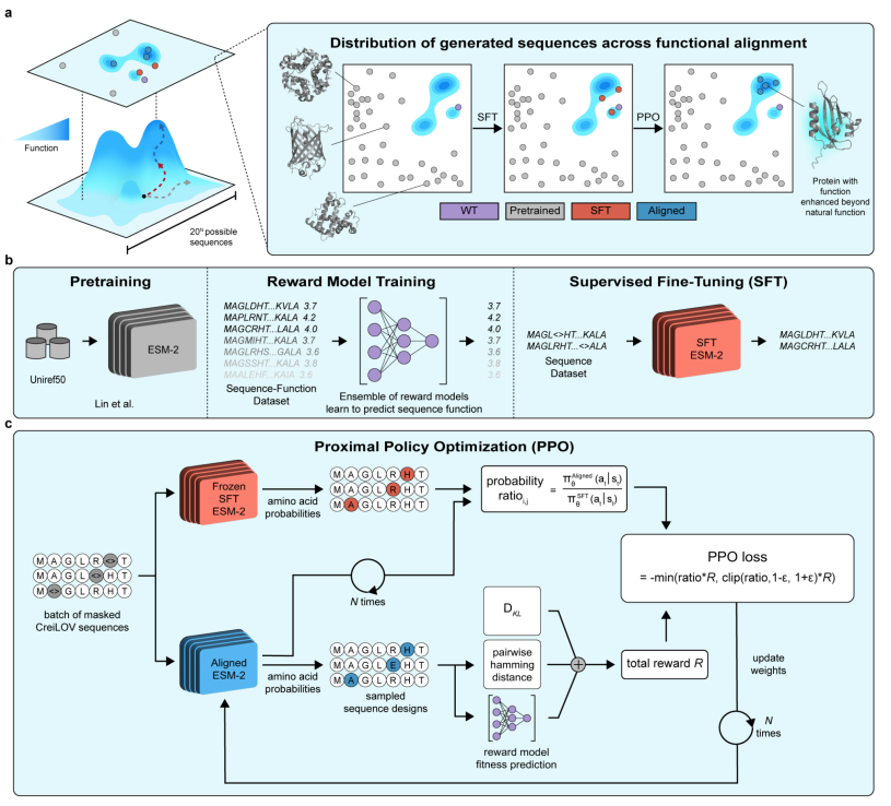 srivsesh's tweet image. RLXF is on @biorxivpreprint!  We introduce a PPO-based workflow to align the logits of any protein language model away from evolutionary plausibility and towards biochemical function.  Not only does this seem to be more robust than other preference optimization methods... (1/3)