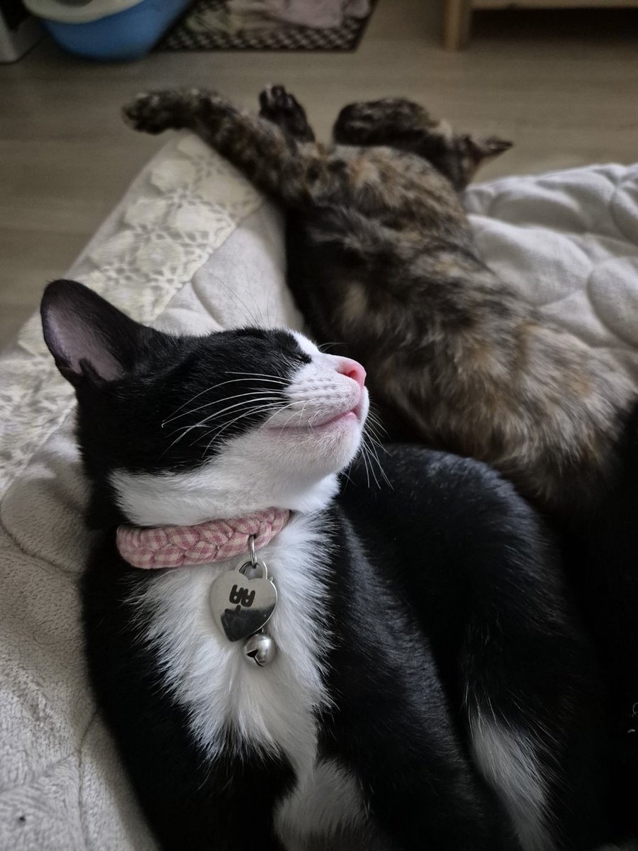 JjJ_zmdk's tweet image. 우리집 금쪽이 고양이들 이제 다 성묘됌... 구라같다...