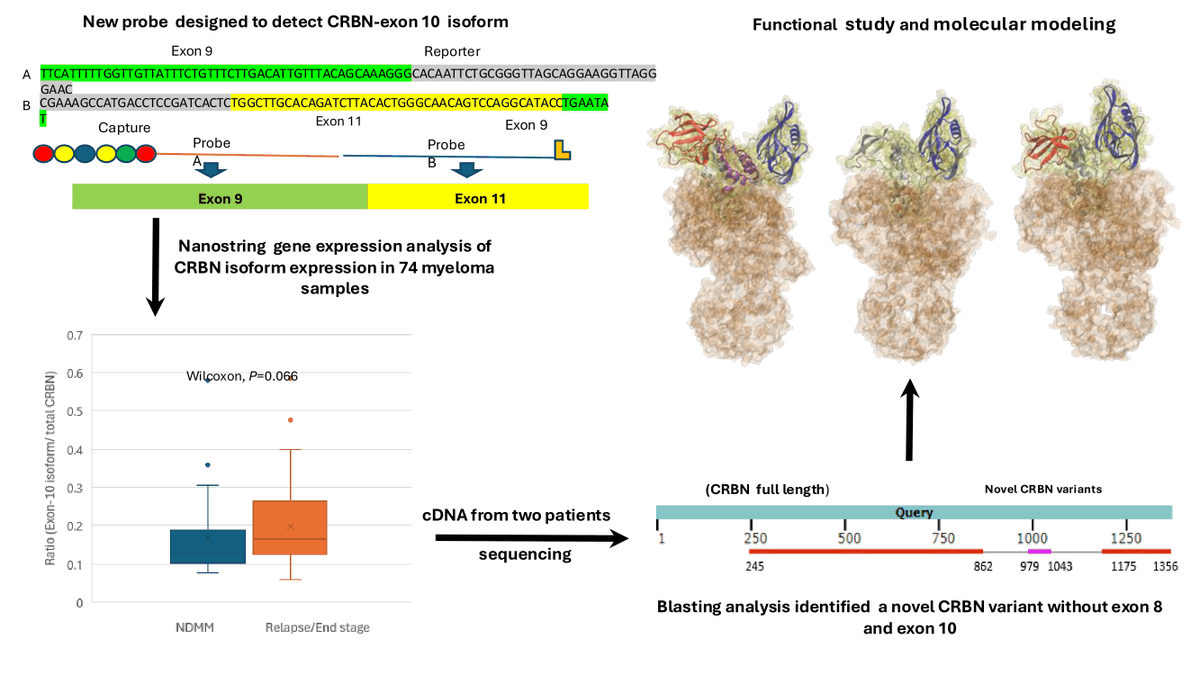 🚨 New in multiple myeloma research! 🚨
We discovered a novel cereblon variant with dual exon 8 &amp; 10 deletions in newly diagnosed and relapsed MM patients. This alteration  compromises IMiD drug efficacy by disrupting E3 ligase function.
🧬 Molecular modeling + wet lab