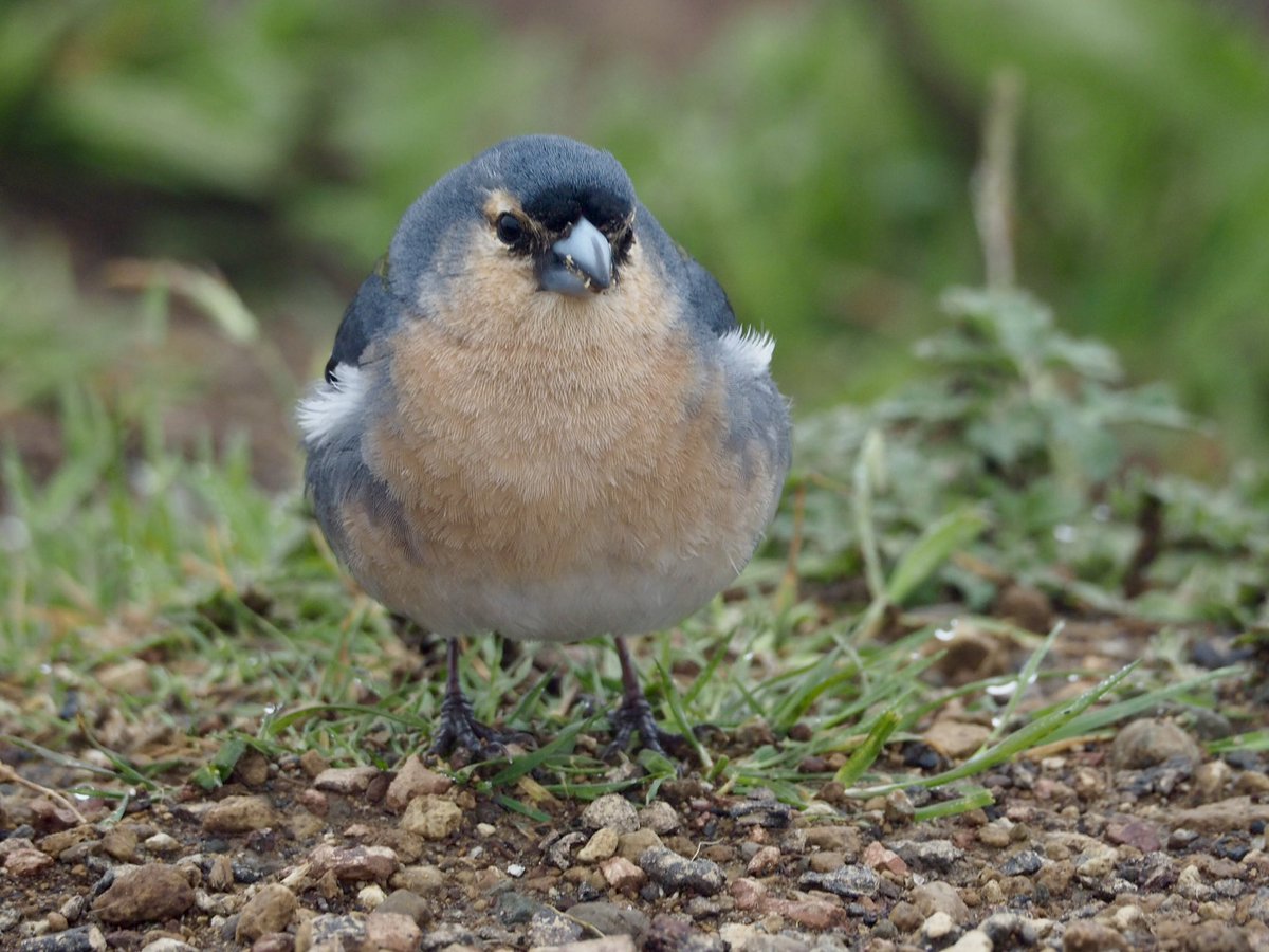 GruiformAbi's tweet image. Azores chaffinch (Fringilla moreletti), endemic to the Azores islands- a charming little bird which looks much like a muted version of a common chaffinch with a larger and more robust bill