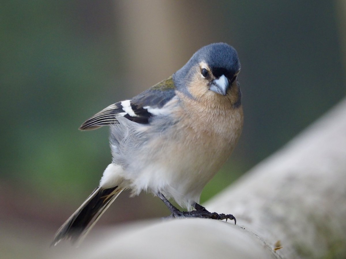 GruiformAbi's tweet image. Azores chaffinch (Fringilla moreletti), endemic to the Azores islands- a charming little bird which looks much like a muted version of a common chaffinch with a larger and more robust bill