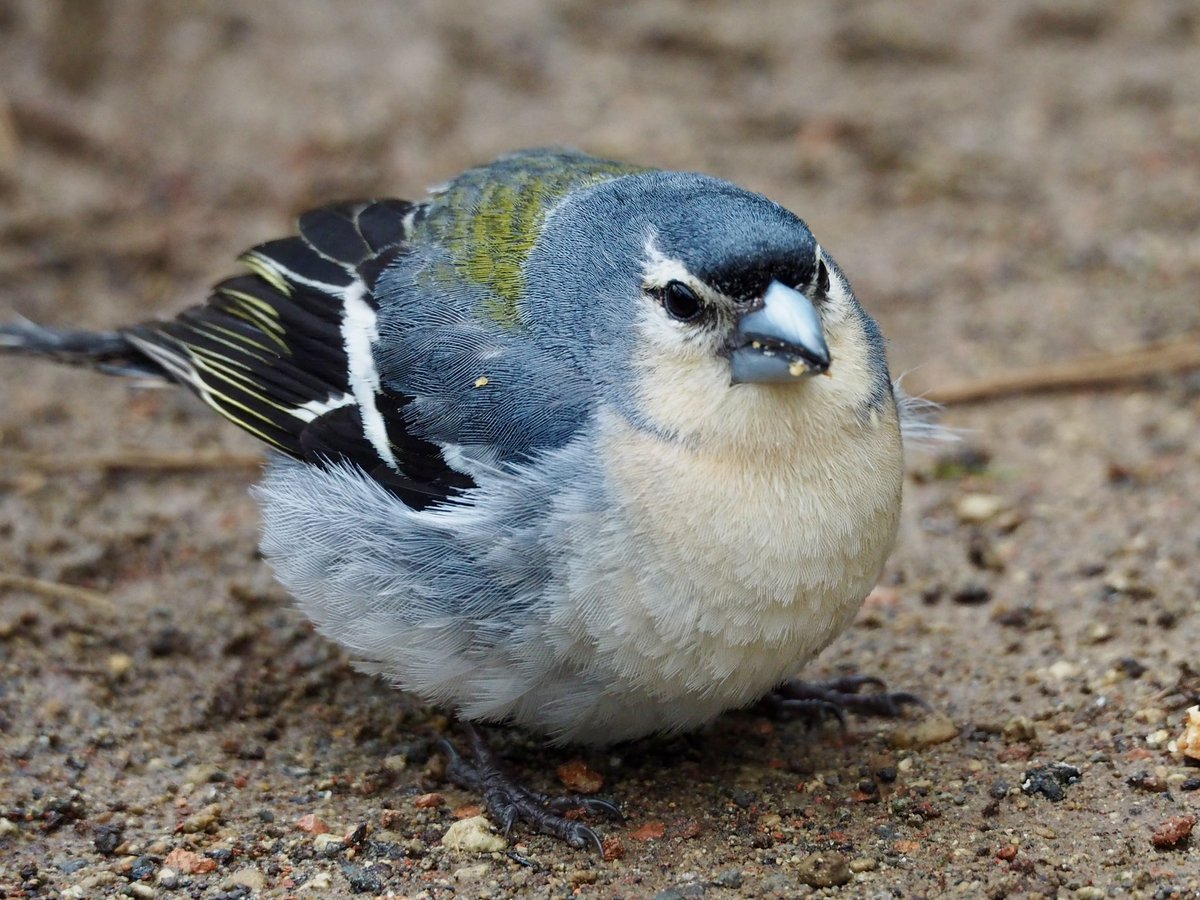 GruiformAbi's tweet image. Azores chaffinch (Fringilla moreletti), endemic to the Azores islands- a charming little bird which looks much like a muted version of a common chaffinch with a larger and more robust bill