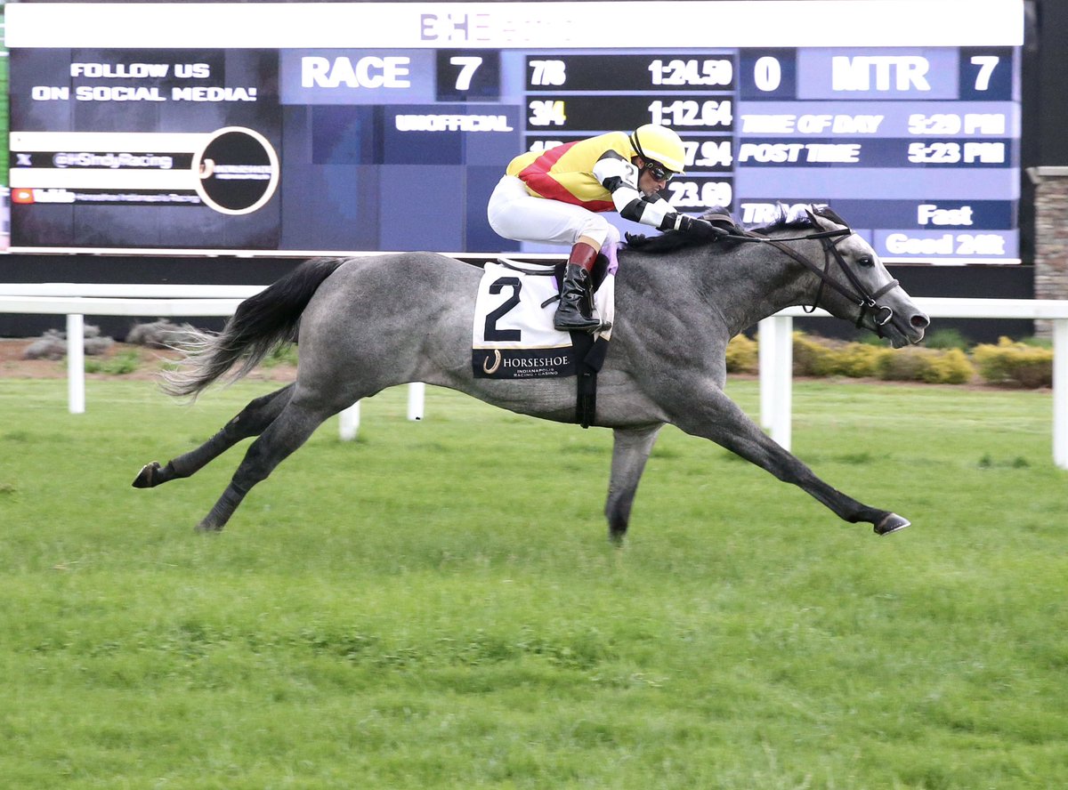 One of the top Uruguayan jockeys, and a long time leader <a href="/HipodromoUY/">Hipódromo de Maroñas</a>, Hector Lazo with a flawless ride on STEPPIN SILVER to win the Maiden Turf <a href="/HSIndyRacing/">Horseshoe Indianapolis Race Course</a> <a href="/TurfDiario/">Turf Diario</a> on Thursday for <a href="/P_H_Lobo/">Paulo Henrique Lobo</a> &amp; Bridlewood Farm. He scored his first U.S. win on Opening Day <a href="/BelterraPark/">BelterraPark</a> on May
