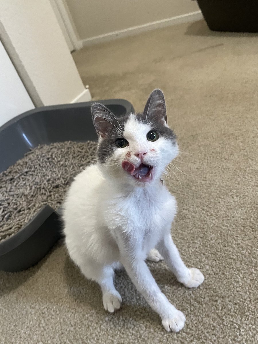 feederofcats's tweet image. guess who got her buttons/jaw sutures and feeding tube out today!!! she has not stopped eating, chirping, purring, and playing since we got home 🥹

I'm so proud of perfect little Wonton, she's the most resilient girl in the entire world