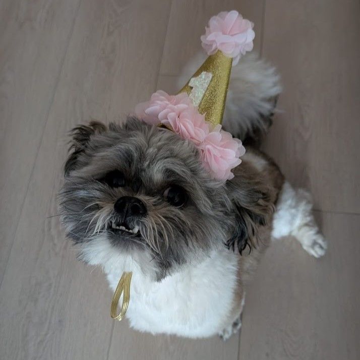 Happy Birthday to our Chief Moral Officer, Gizmo! 🎉🐾 

He'll be celebrating with lots of treats and belly rubs 💗