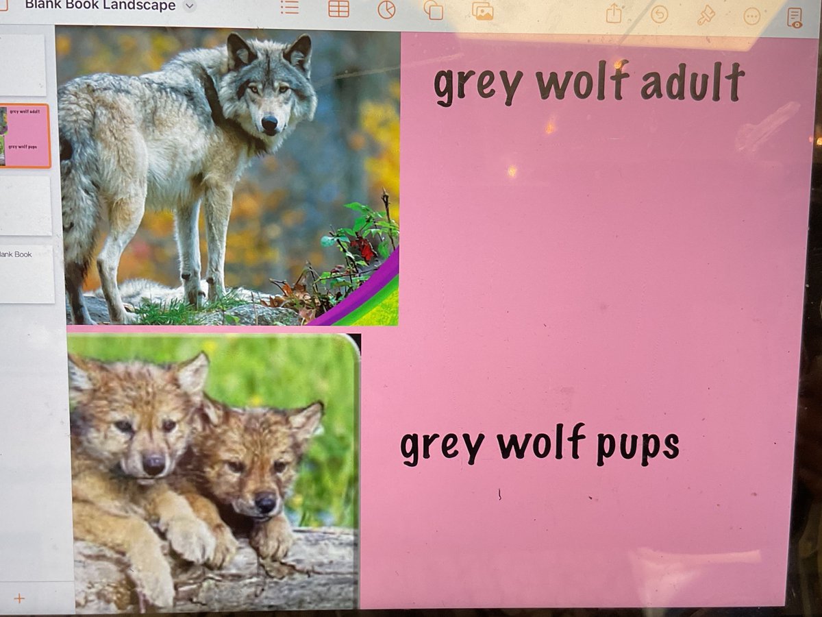 MrsFrench1grade's tweet image. This day was so beautiful that we just  had to work on our animal  family  books in #pages outside in our brick garden🐣🐓 @BowieMustangs #RISDBeTheOne