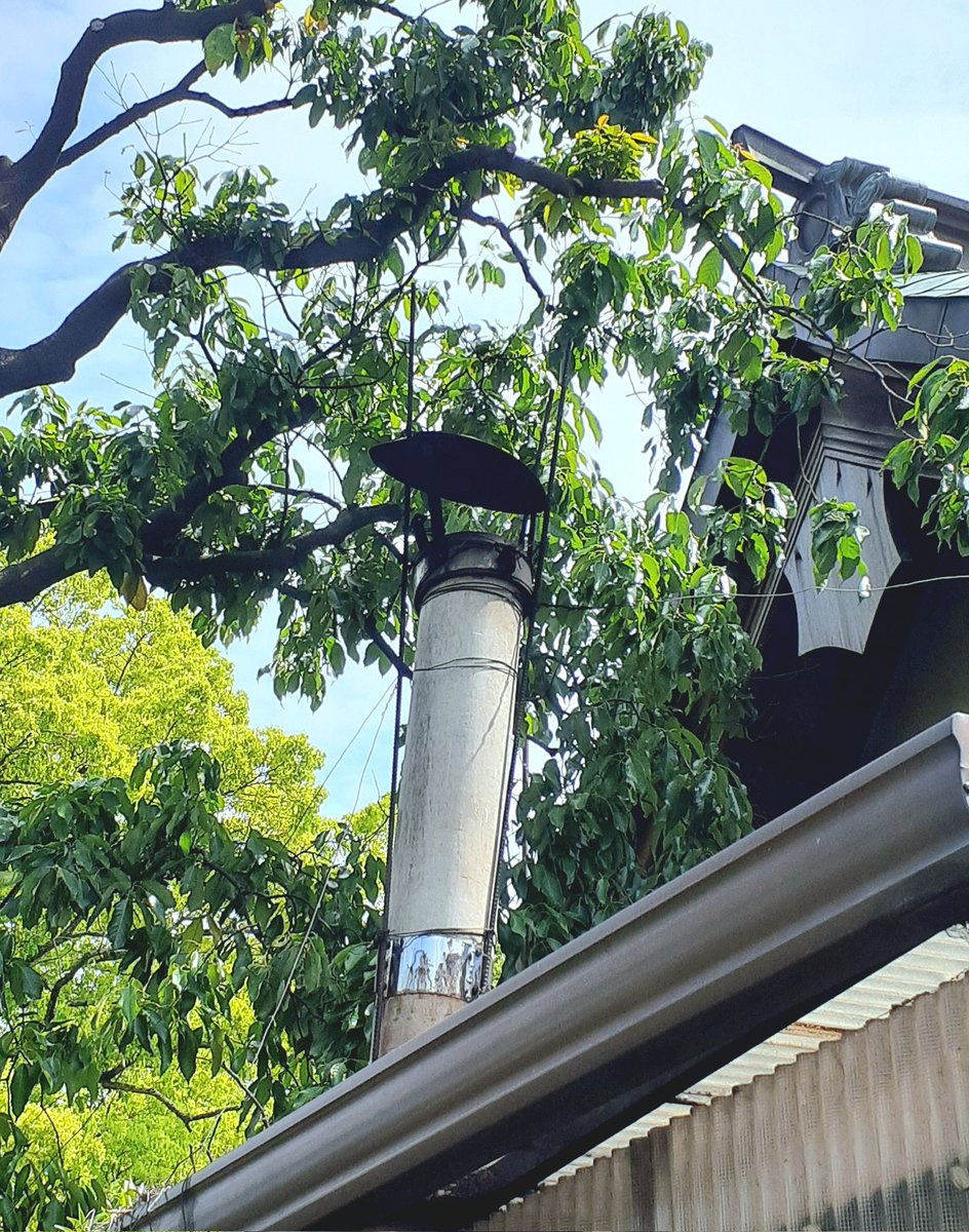 ukulele_postman's tweet photo. ここを通るとバチカンを思ってた✝️
#根競べ
#某神社 ⛩️
#饂飩だけじゃない香川県 https://t.co/N6XANDQHOs