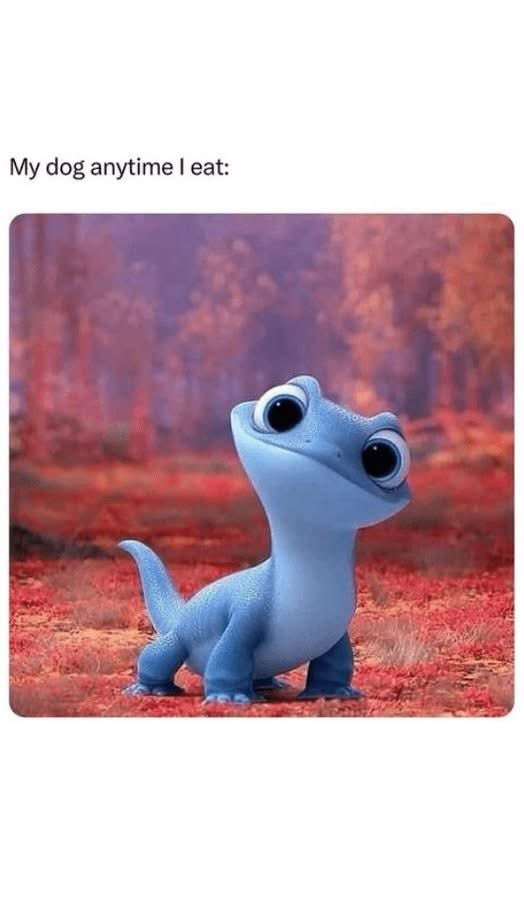 Our dog Sadie loves when we eat