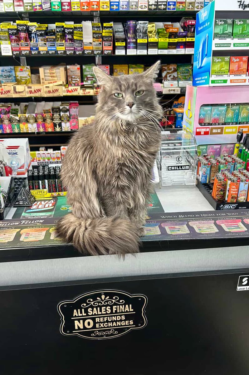 Bodega Cats (@bodegacats_) on Twitter photo 