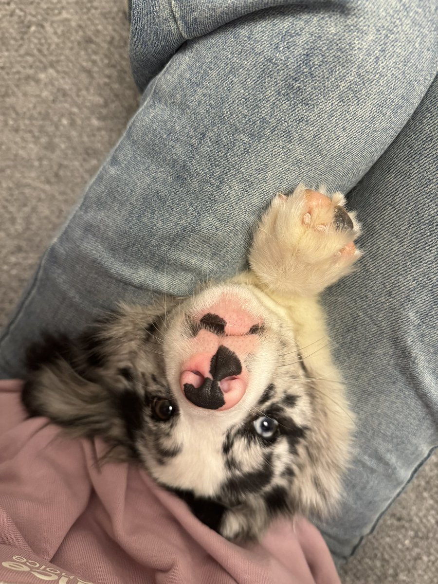 Ann (@oatfatcat) on Twitter photo 