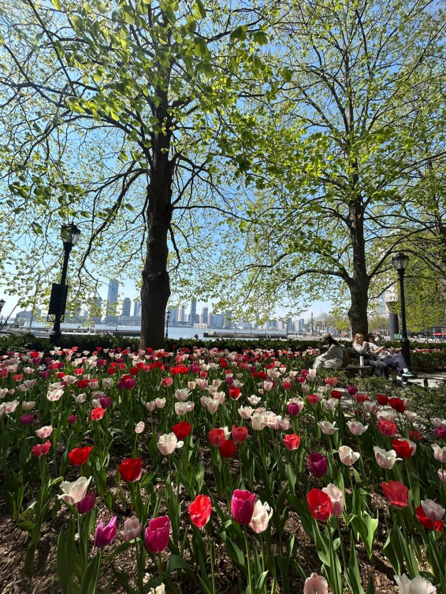 sofia_sofia45's tweet image. Spring vibes 🌷☀️ Nature's confetti lighting up the city! 🌿 #BloomWhereYouArePlanted #CityScapes #TulipSeason
