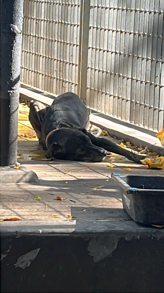 LaJuntadaBoedo's tweet photo. NUEVO RESCATE⚠️‼️

Hoy rescatamos a este cachorron en el canil de la plaza de Boedo, estaba tirado sin moverse😞 se lo llevo a Cavi donde quedó internado, se le realizo ecografía de tórax y el resultado fue una contusión pulmonar https://t.co/I4U3gFcWDs