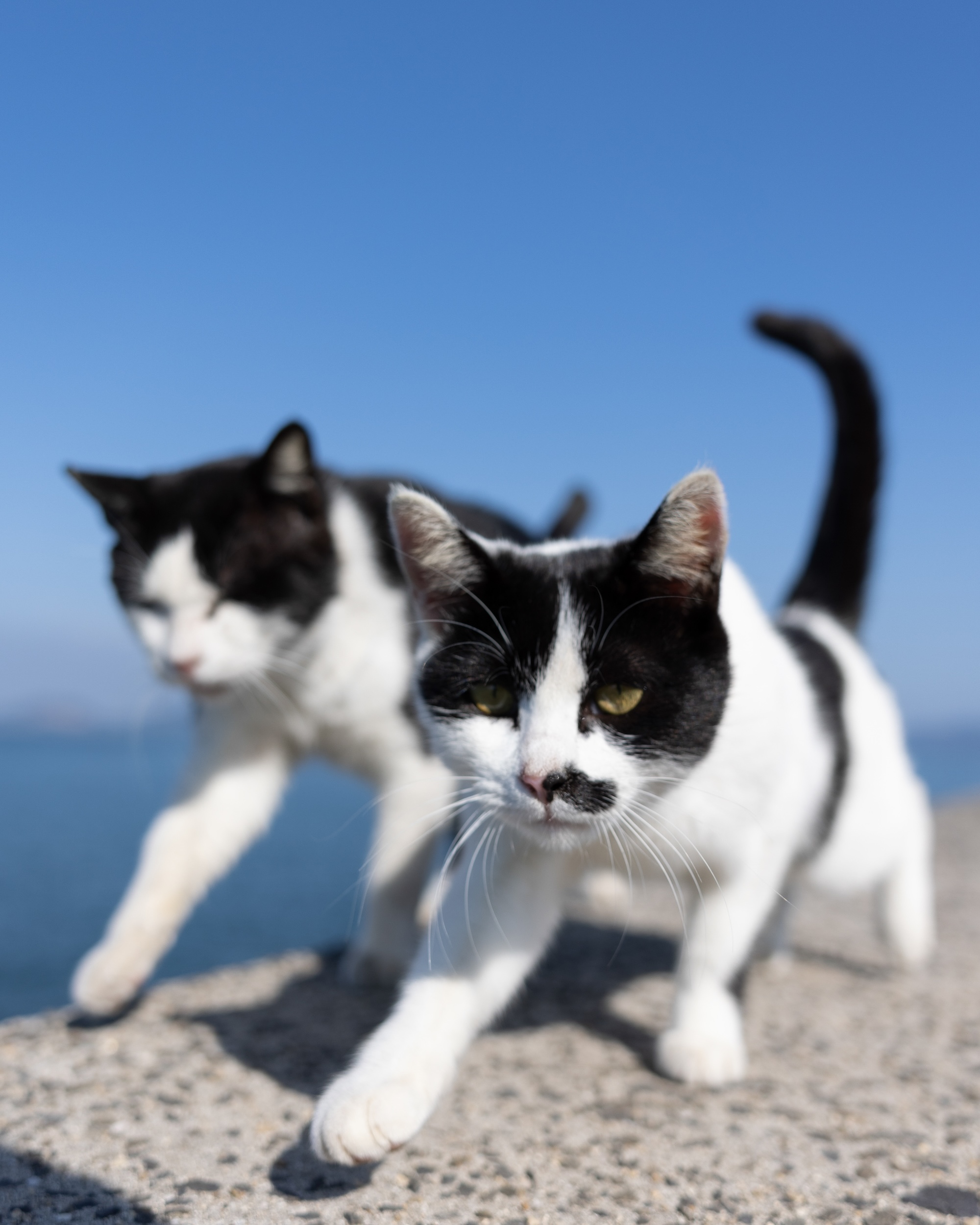 あおいねこ (@aoinekokenko) / X