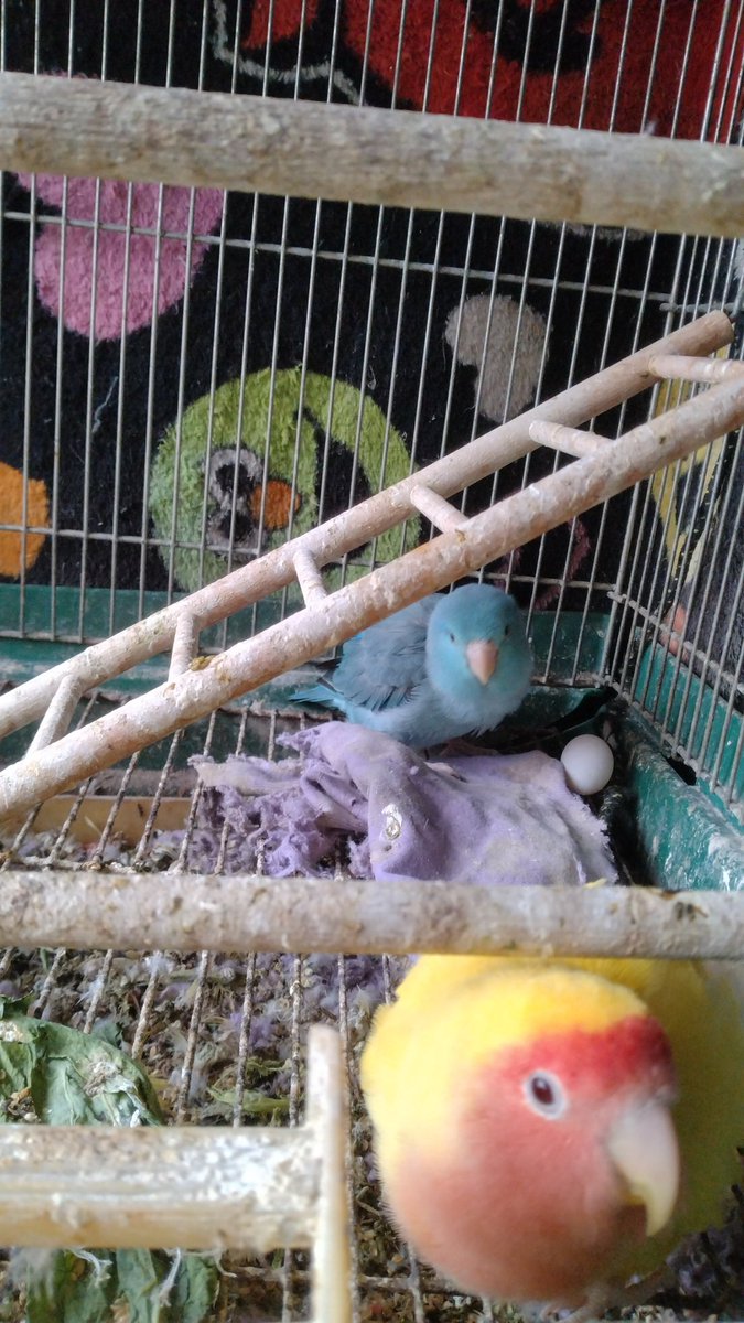 卵🥚産みました！