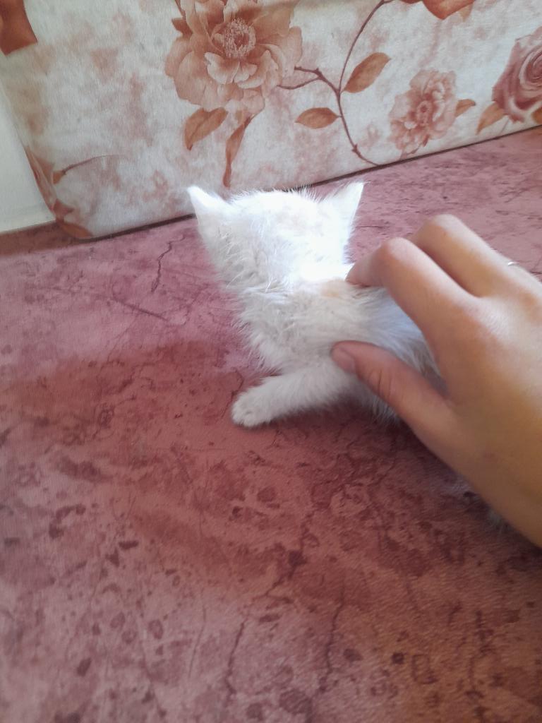 Hello my friends, how are you? Don't ignore this. We are dying of hunger, me, my family, and my little cat. Help me with money, even $5, to buy food for my family and my little cat. My heart can't bear to see her hungry. Donate and quote. 🙏🙏chuffed.org/project/129449…