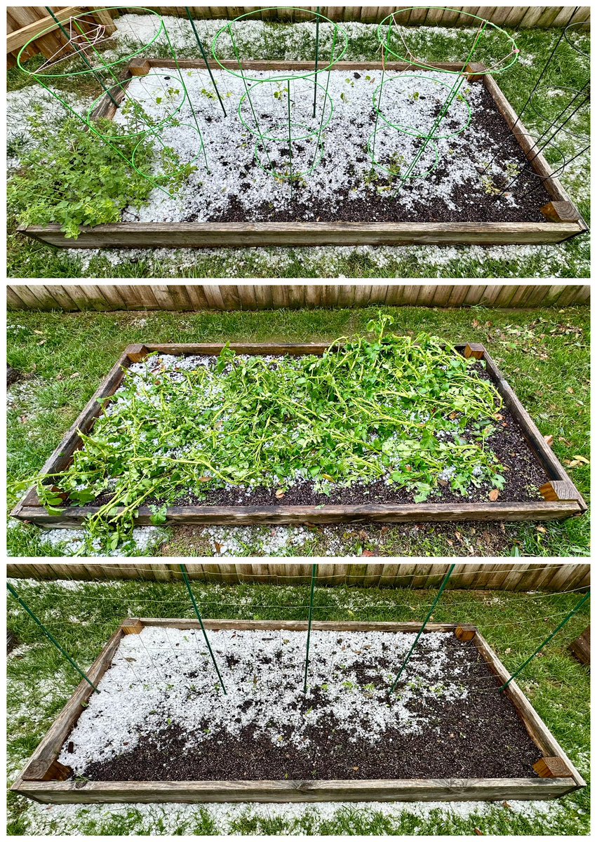 j_stvincent's tweet photo. @NashSevereWx #tspotter The Franklin (Fieldstone Farms) hail cell decimated our poor raised garden beds… 😭 Will assess spring-back over the next week before it’s too late in season to replant. Time for gardening breathing exercises… 😮‍💨 https://t.co/zmsKGuCFE0