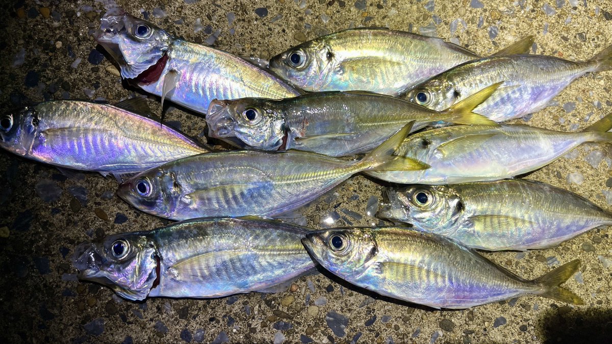 Sablemay's tweet image. 今年初アジング。
ボトム上付近で明確なアタリではなく触ってくる様な感触が伝わってくる中でポツポツかけていく。
途中、表層が少し騒がしくなった時に表層付近で連発するも即時合い終了。
久しぶりのアジング楽しい！