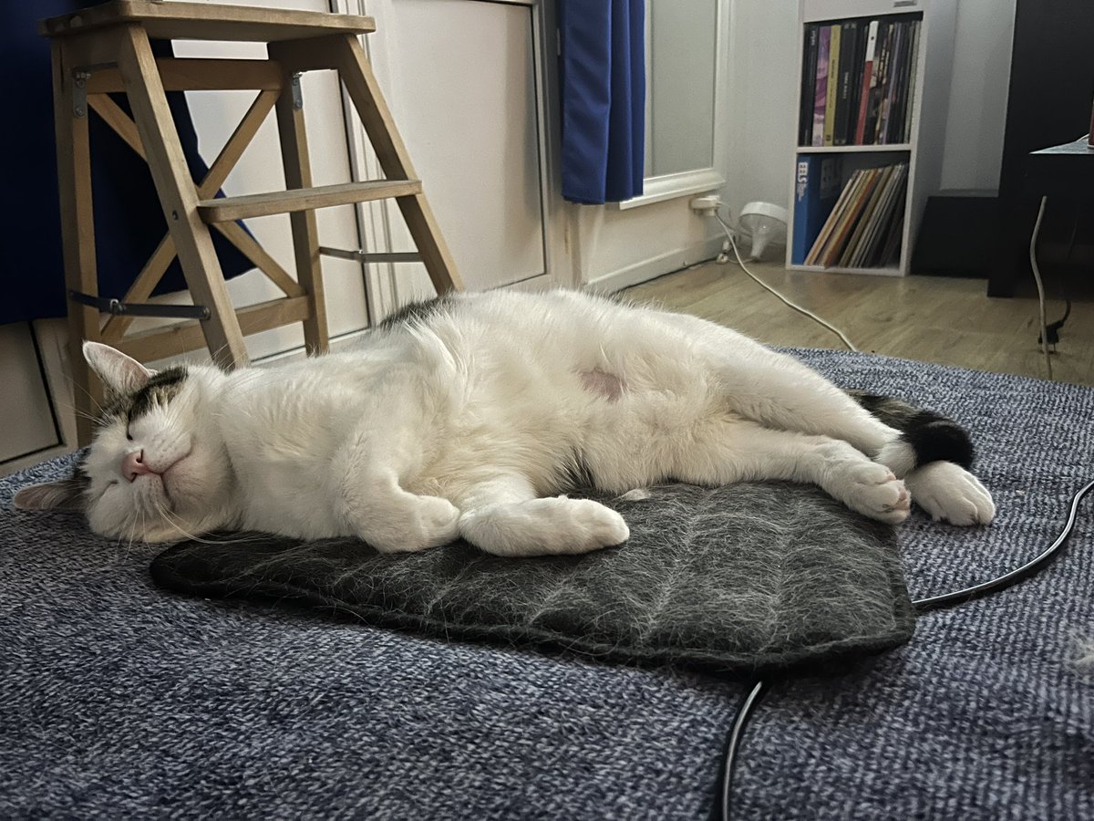 La sérénité (encore un mois avec ma big Potat  de sauvetage avant qu’elle rejoigne sa nouvelle famille 🥹)