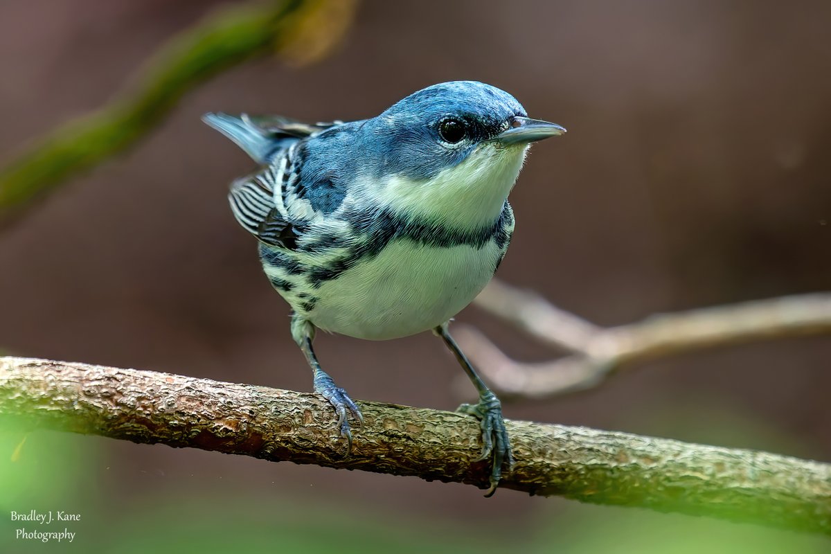 Absolute magic in the Ramble of Central Park today as I got my best ever looks at and photos of a Cerulean Warbler that had come down to bathe. Normally, these are neck breakers found at the tops of trees. #birdcpp #BirdsOfTwitter #CentralPark #wildlife #centralparkbirds #birds