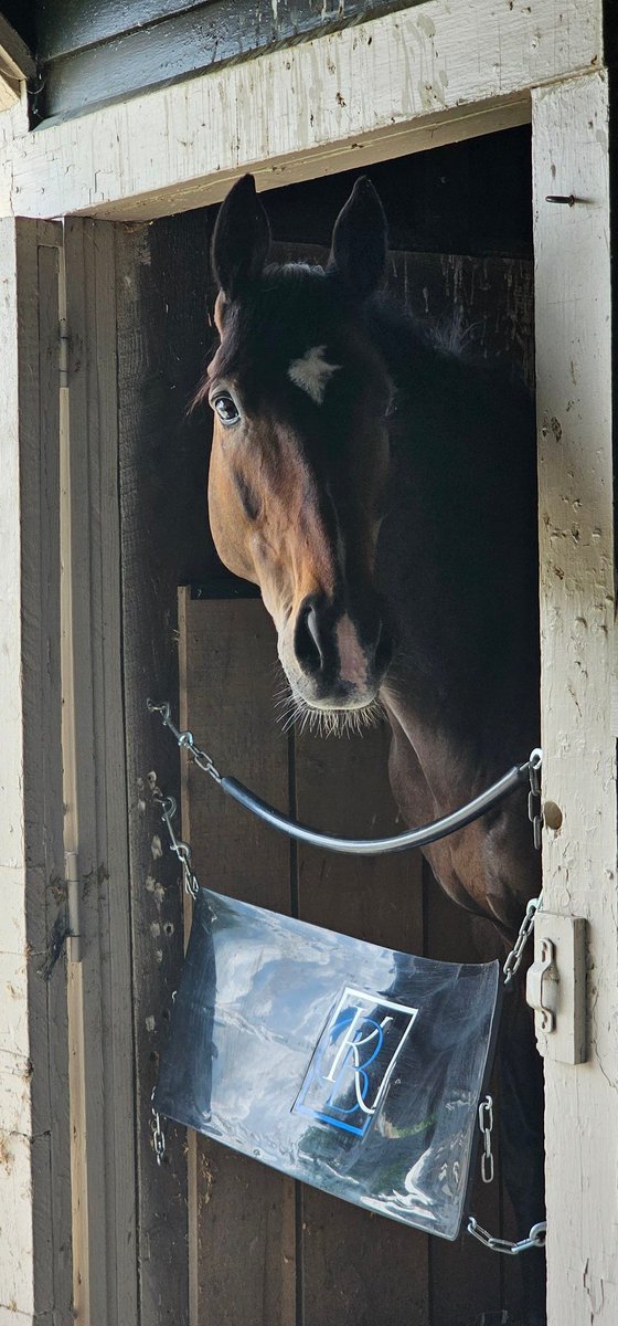 The competitors started arriving today.   Looking forward to Saturday.  #TNSTEEPLECHASE