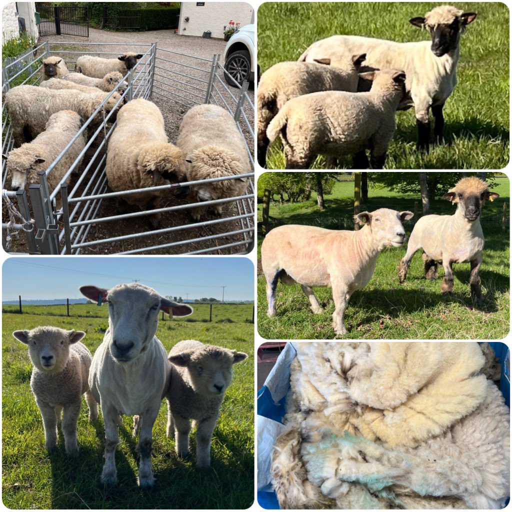 Ballindean Ryelands & Menmuir Oxford Downs tweet media