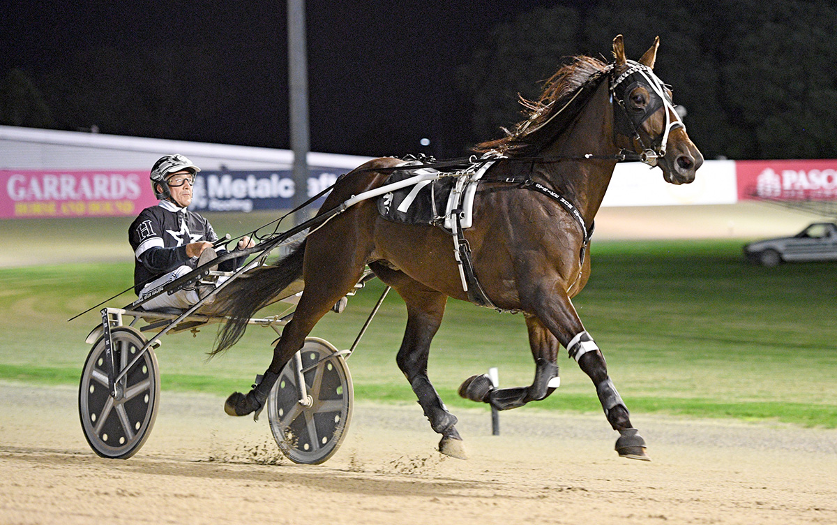 Good luck Youneverknow! We have a special graduate running in the Gr.1 IRT NZ Sires Stakes 3YO Trotters Championship tonight. Bred by Murray &amp; Susan Branch, he was born and raised and spells at Wentwood  and he's co-owned by Des &amp; Jan Hawkins &amp; our yearling manager Brad Molander.