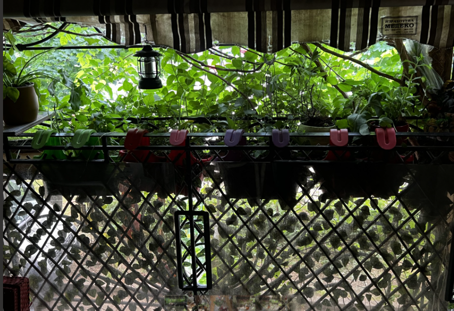 MetanoiaOC's tweet photo. "In May, witness nature's resilience as it dares to blossom." (Emily Dickinson) A cornucopia of flowers and plants because "May, more than any other month of the year, wants us to feel most alive."

#HealingNature #FlowerTherapy #MayBirthday #5May  #LingeringBirthdayVibe https://t.co/auUo8TIDes
