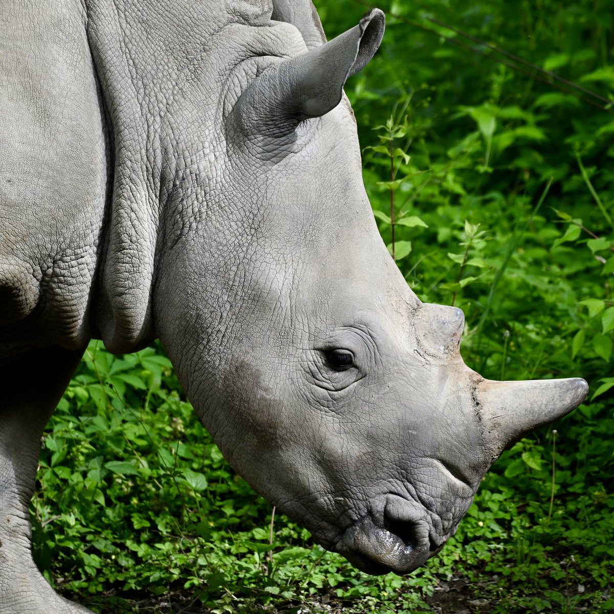 The <a href="/IndianapolisZoo/">Indianapolis Zoo</a> is where my love for wildlife began and has fueled my passions for wildlife and conservation. Currently, I am volunteering as a wildlife photographer to help highlight the zoo’s variety of residents and their impact on saving species.
