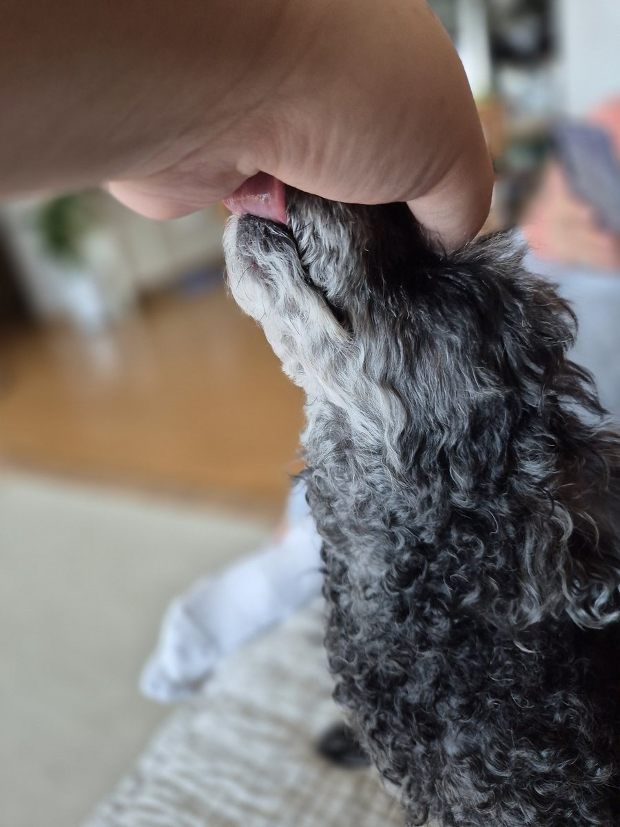 쓰다듬으려 해서 고갤 들어
쓰담지 못하게 또 살짝 핥아