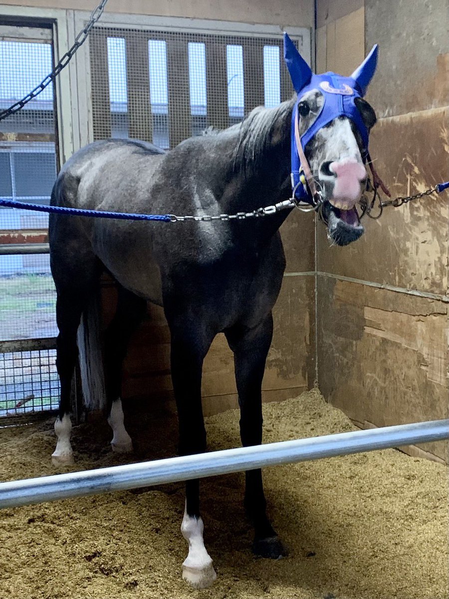 2178❣️ 瑪瑙　馬　唐馬　戦闘馬 スプリングS・本音直撃】デンクマール回避で〝プランB〟の連闘策