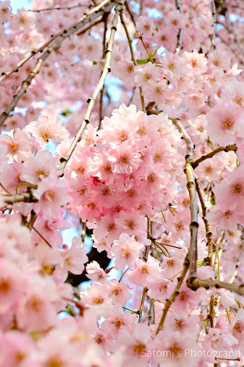 おはようございます🌸

職場の方が弘前の話をたくさん聞いてくれる♡
嬉しい楽しいを落とし込めて
話を聞くスキルの大切さを体感
私ももっと♡と思えて
旅の価値が爆上がり中

来月の行先も絞れてきた

さあ！今日も大激務確定
気張ってく🔥

素敵な1日をお過ごしくださいね🍀

 #弘前公園 #桜