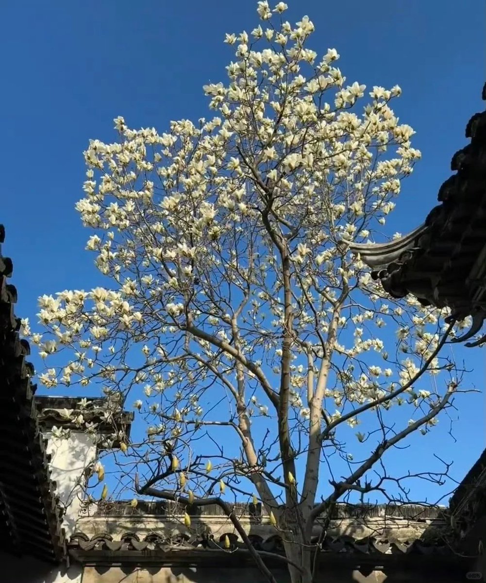 さやか (@syrfrj) on Twitter photo 