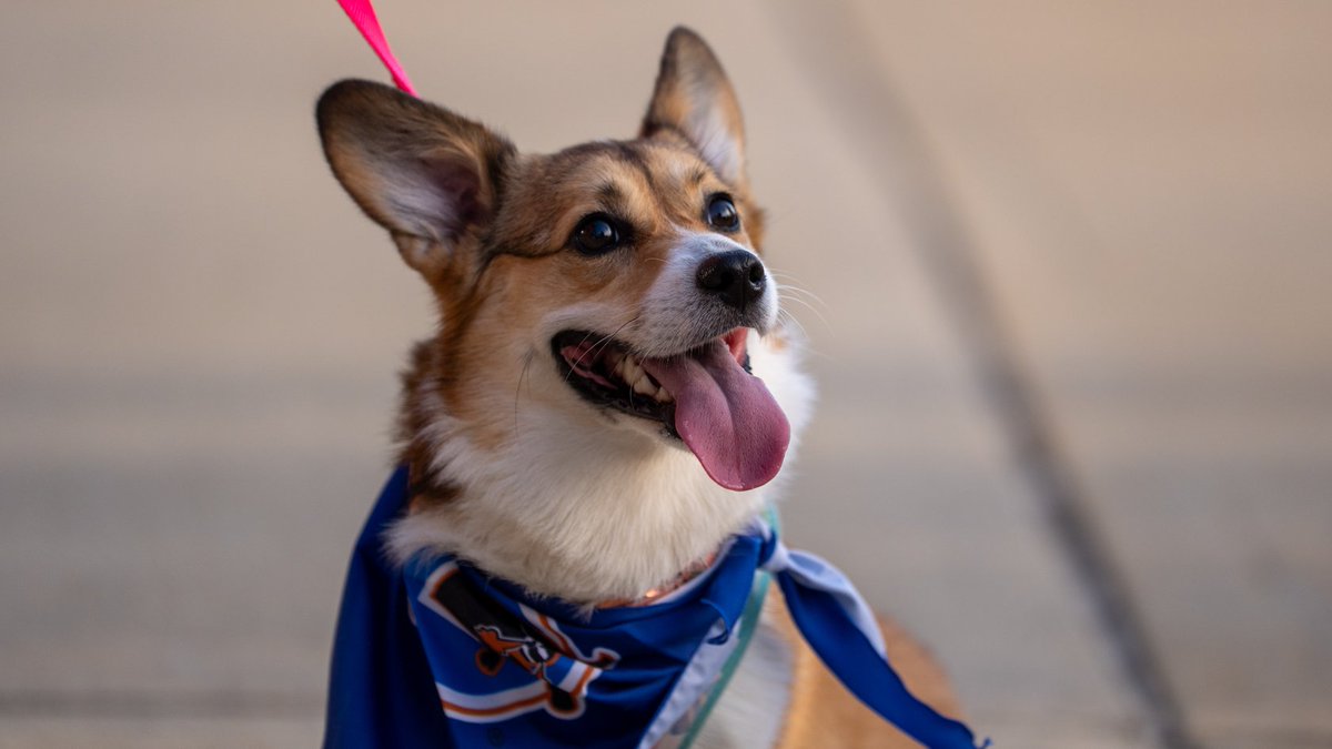 Durham Bulls (@durhambulls) on Twitter photo We love our DBAP doggies ππ§‘ We love our DBAP doggies ππ§‘