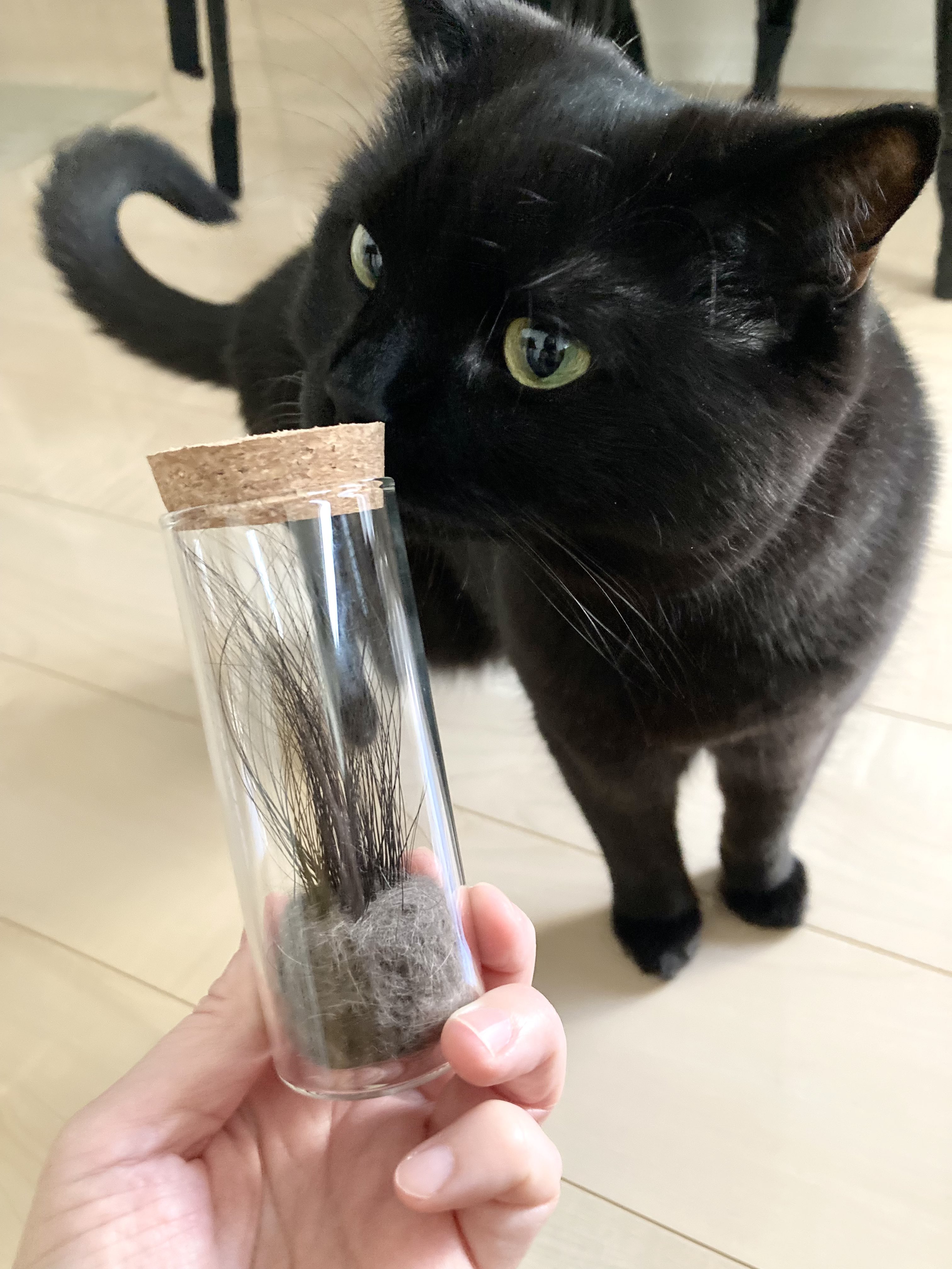 楽天市場】【OFT】 セリームバイオサンド ホワイト 8.5kg 猫砂
