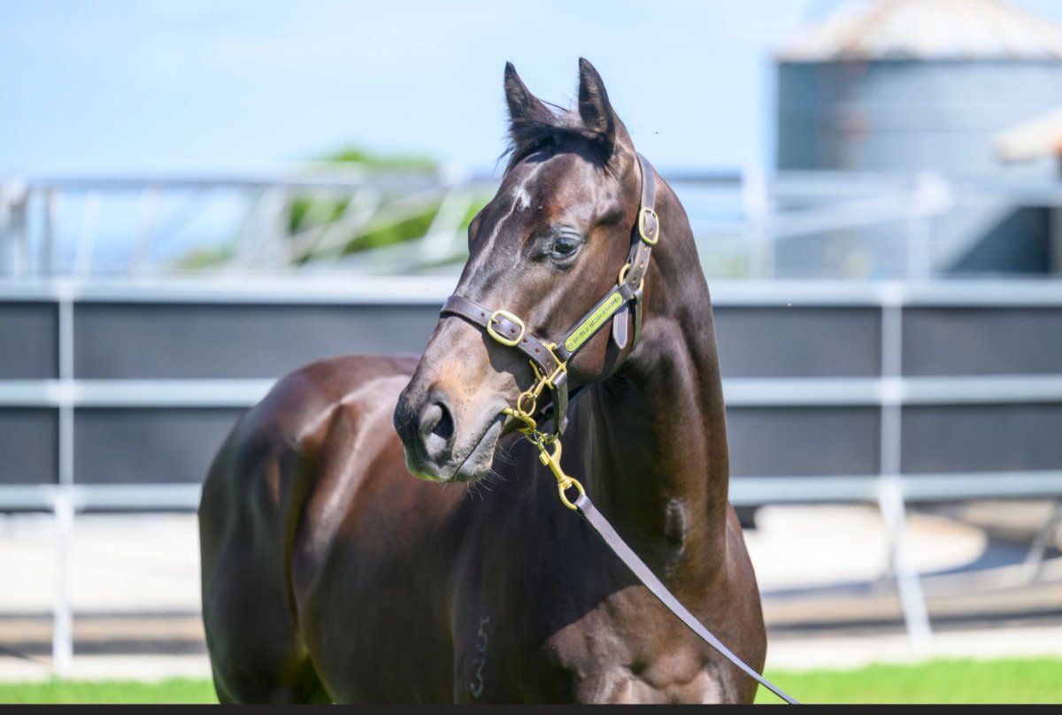 We have only small percentages left in our yearlings for this year.
Horses by #Capitalist #NorthPacific #KingsLegacy #Kermadec #TigerofMalay 
All to be trained by <a href="/geranracing/">Corey Geran</a> 
Contact Corey or Myself to get involved