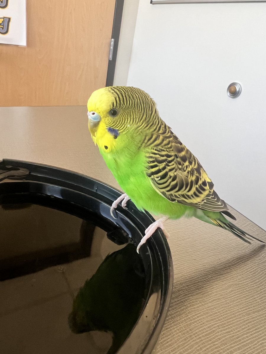 Found at the high school: this bright green budgie! It has an ID band and is safe with staff. If it’s yours or you know the owner, please contact the School Resource Officer.
