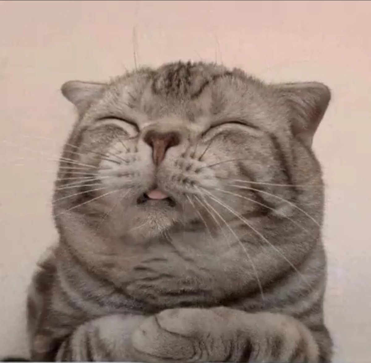 nmd.cat (@cat_nmd) on Twitter photo  nmd.cat (@cat_nmd) on Twitter photo