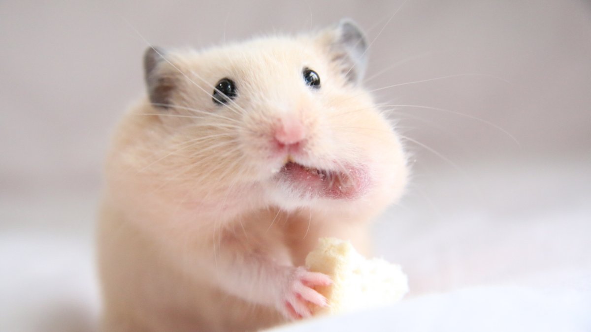ハムですね