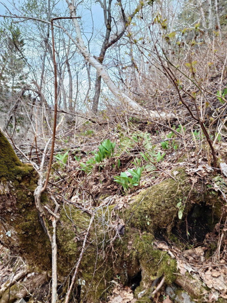 aers_s's tweet photo. 今年最後の行者にんにく狩りになると思うので、沢山取ってきました！
これから処理をしますよ… https://t.co/jWB2zJzHjc