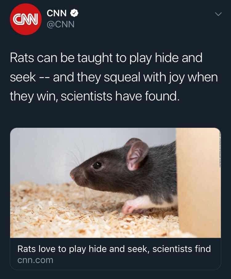 people: ew, a rat🤢
rats: