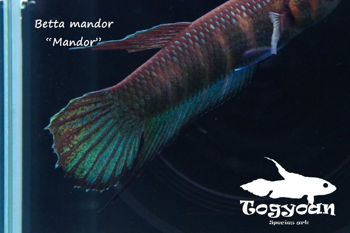 Balitoridae's tweet photo. ベタ・マンドール (Betta mandor) "Mandor" WC pr 【個体指定No.71】

https://t.co/pLfLqI3LLA

マンドールのメスが赤い感じカッコいいよね。 https://t.co/J9i9nQ5tyd