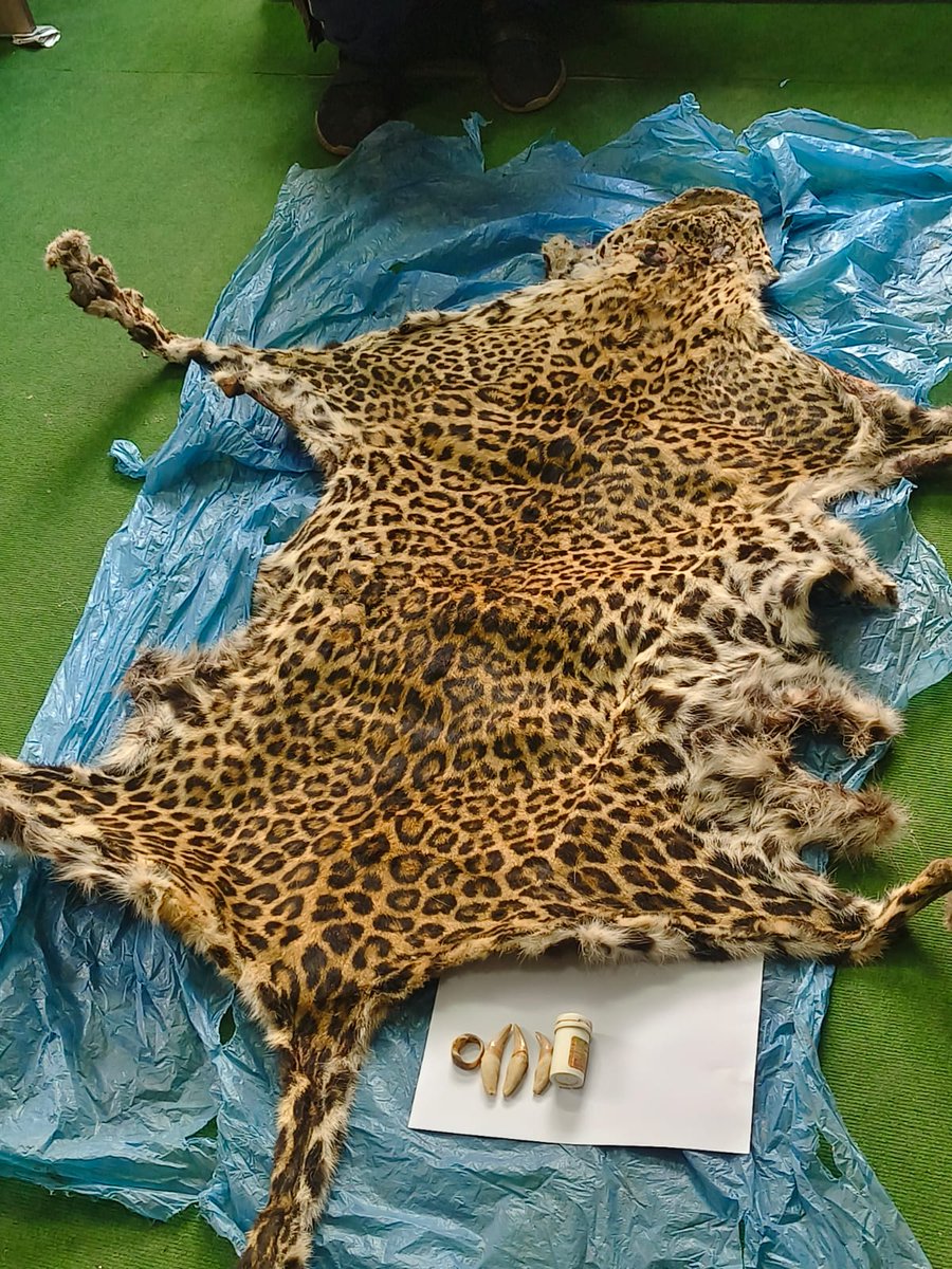 SAWENsec's tweet image. 🔍#WildlifeSeizureContinues
A team from the Central Investigation Bureau (CIB) of Nepal Police has arrested an individual found in illegal possession of #leopard_skin,#teeth, #whiskers, and #nails. The seizure took place in Kavrepalanchok, Nepal.