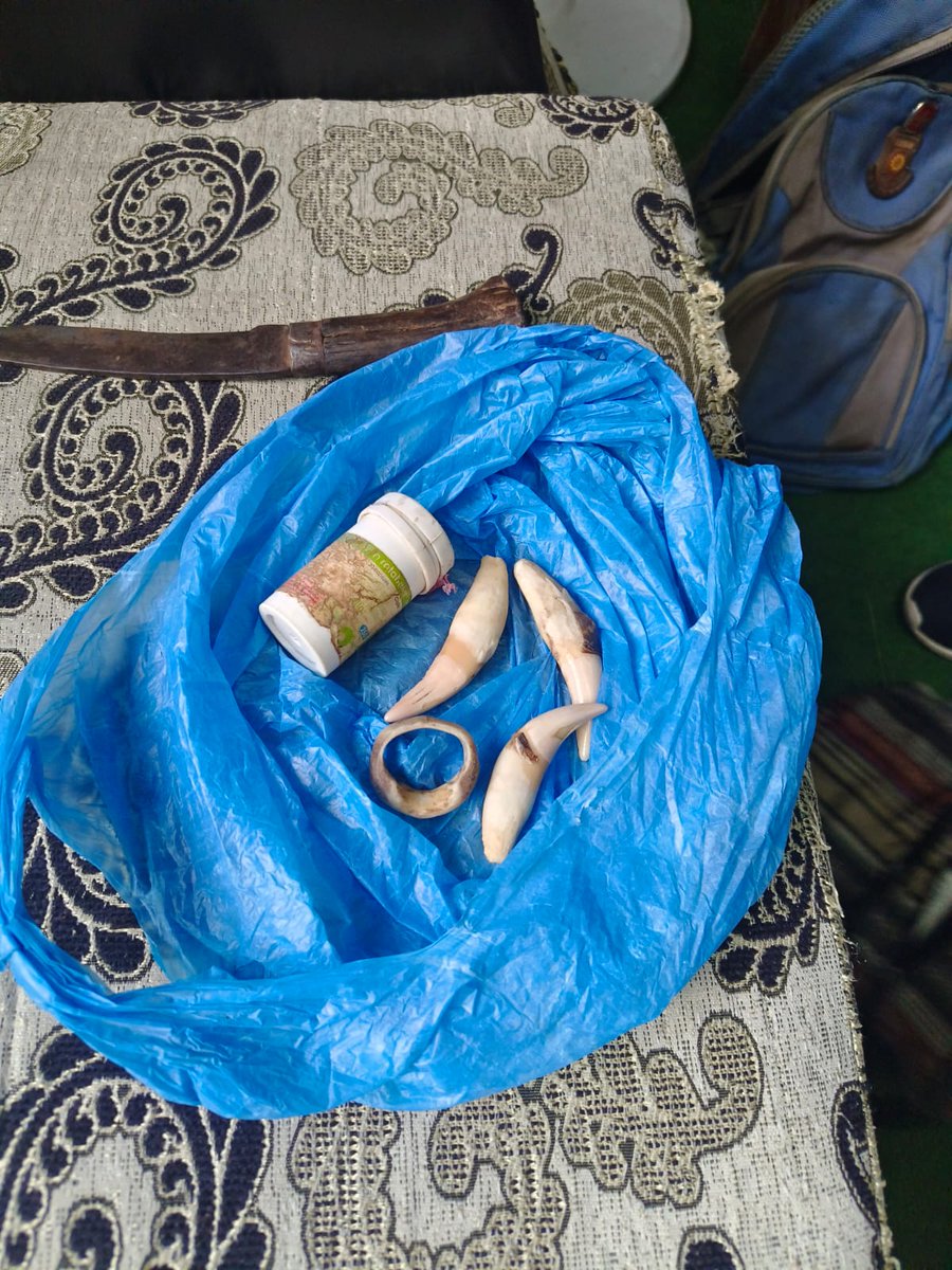 SAWENsec's tweet image. 🔍#WildlifeSeizureContinues
A team from the Central Investigation Bureau (CIB) of Nepal Police has arrested an individual found in illegal possession of #leopard_skin,#teeth, #whiskers, and #nails. The seizure took place in Kavrepalanchok, Nepal.