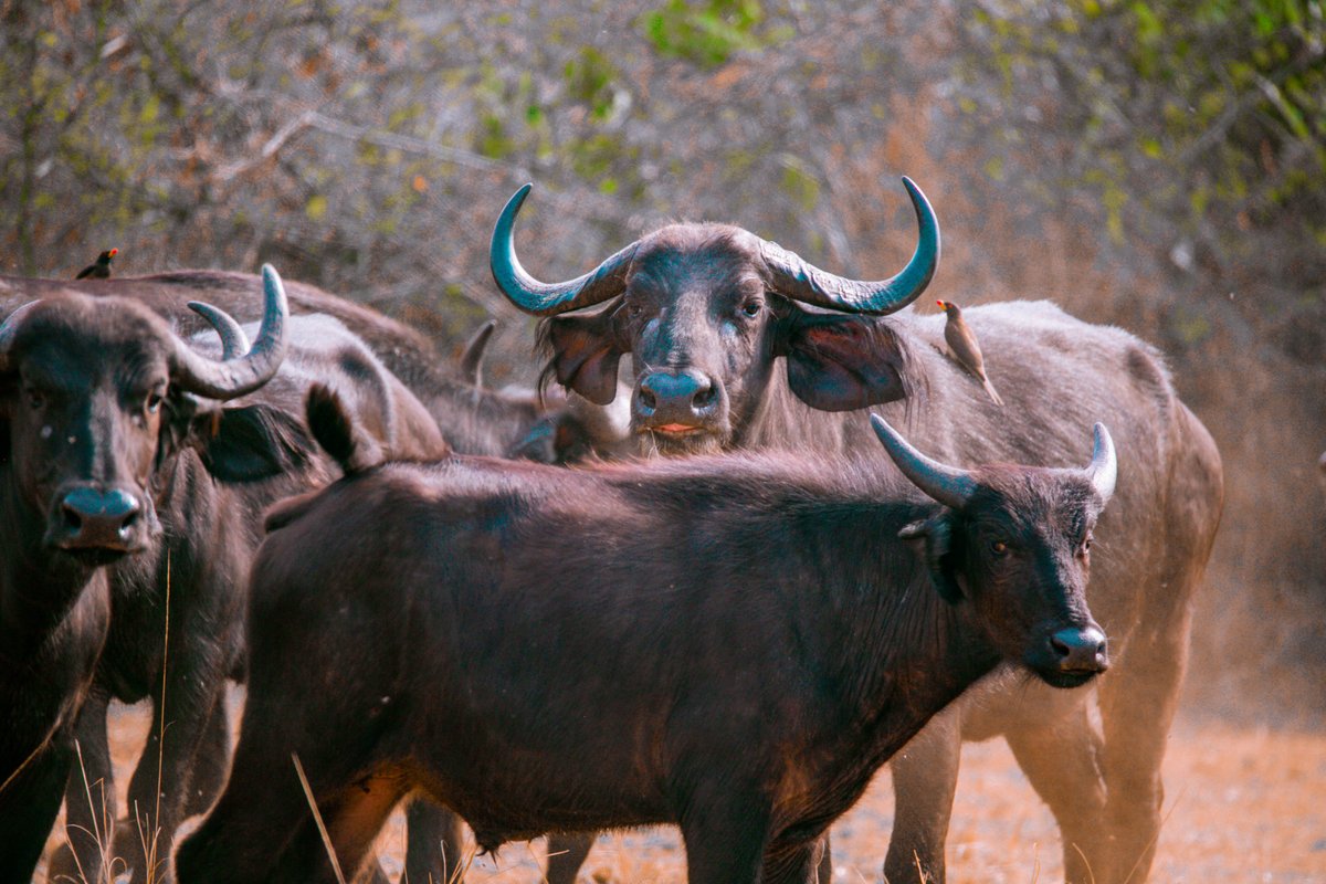 Image Rwanda (@image_rw) on Twitter photo Did you know that Akagera National Park is home to over 4,000 buffaloes?
Akagera National Park <a href="/AkageraPark/">Akagera National Park</a> hosts a thriving population of buffaloes, making them the most numerous among the Big Five species found within the park.
#ImagingRwanda #VisitRwanda
📸 Moses Niyonzima Did you know that Akagera National Park is home to over 4,000 buffaloes?
Akagera National Park <a href="/AkageraPark/">Akagera National Park</a> hosts a thriving population of buffaloes, making them the most numerous among the Big Five species found within the park.
#ImagingRwanda #VisitRwanda
📸 Moses Niyonzima