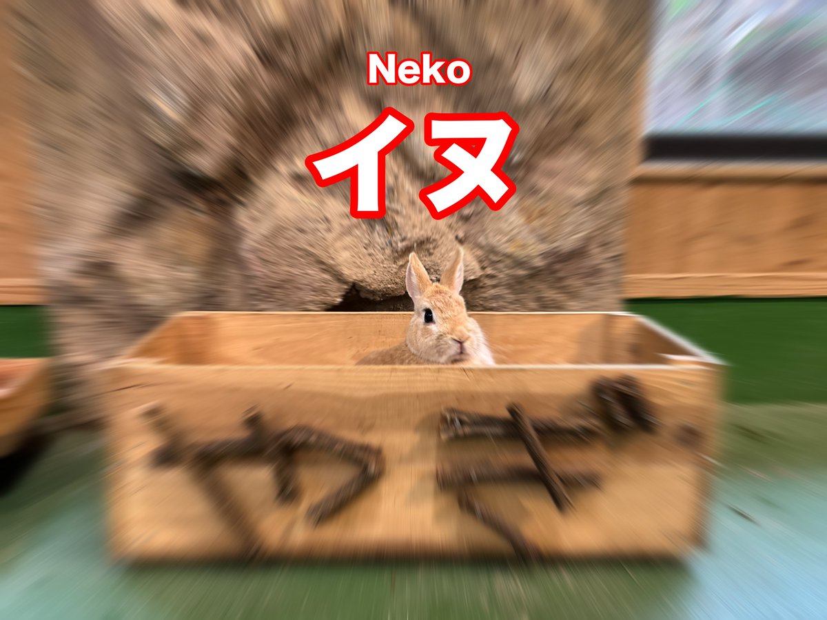 殺伐としたTLにカメが🦀

#モルモット 
#長崎バイオパーク